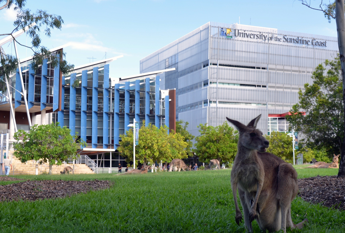 Ein Känguru steht auf einer Rasenfläche auf dem Campus der University of the Sunshine Coast und erinnert an die ruhige Atmosphäre der Hochschule Coburg. Der Himmel ist klar und die Bäume sind kunstvoll über die Szene verteilt.