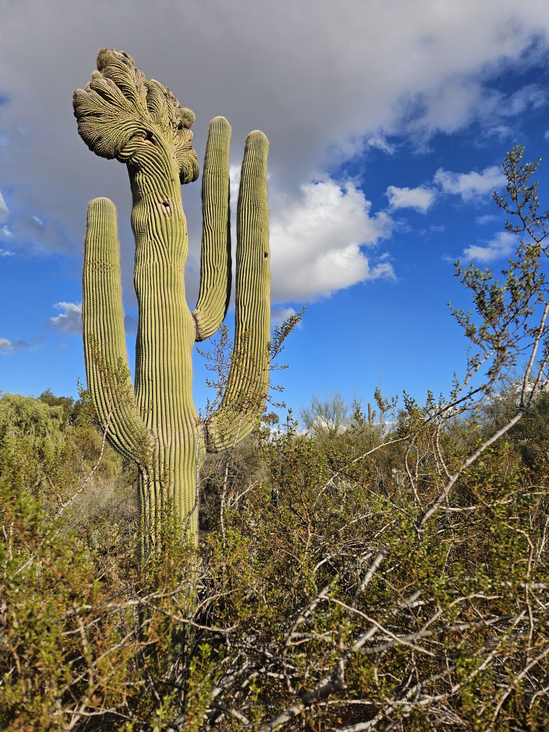 A tall crested saguaro cactus stands prominently amidst desert foliage, resembling the architectural elegance of Hochschule Coburg under a bright blue sky with scattered clouds.