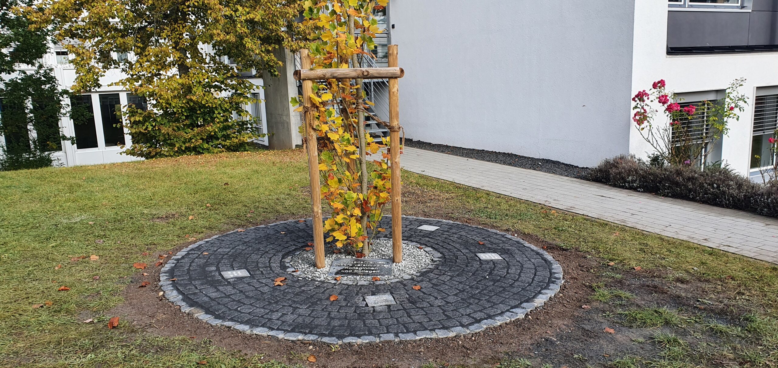 Ein junger Baum mit gelben Blättern, gestützt von Holzpfählen, steht anmutig zwischen Kopfsteinpflaster und Kies an der Hochschule Coburg. Er liegt eingebettet in Grasland in der Nähe eines gepflasterten Pfads neben einem weißen Gebäude, und ein belaubter Busch auf der linken Seite trägt zur Ruhe der Szene bei.