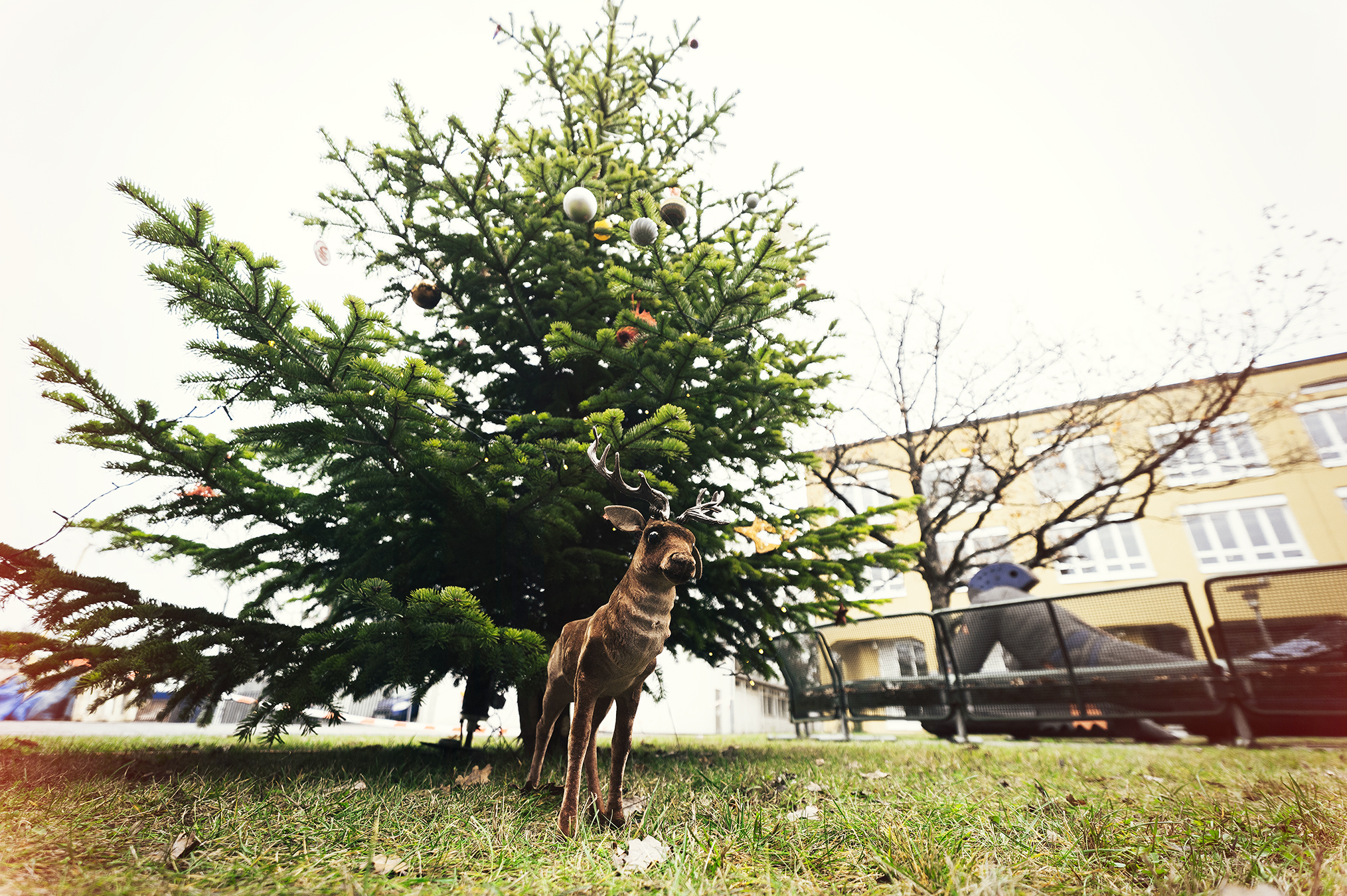 Ein brauner Hund steht auf dem Rasen vor einem großen Weihnachtsbaum, der mit kugelförmigen Ornamenten geschmückt ist. Die Szene spielt an der Hochschule Coburg und zeigt eine Außenkulisse mit einer Bank und einem Gebäude unter einem bewölkten Himmel.