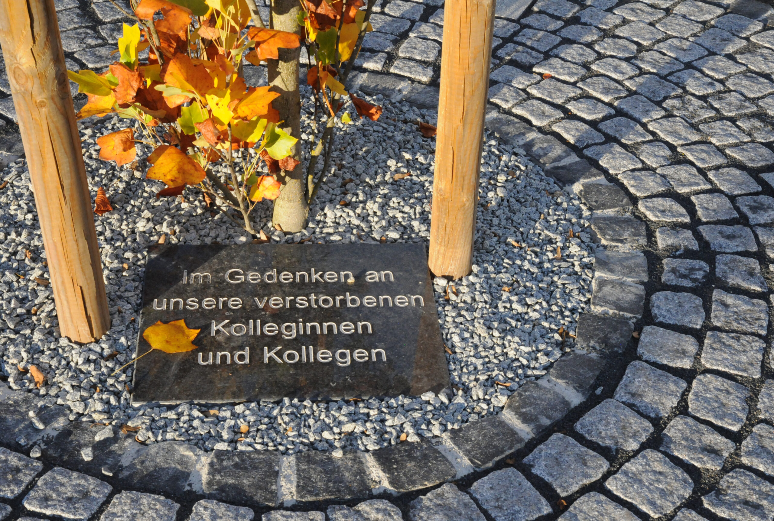 Eine Bronzetafel mit deutschem Text und der Aufschrift „Hochschule Coburg“ ist von Herbstblättern und Kies umgeben. Die Tafel ruht am Fuße eines Baumes, elegant eingebettet in ein kreisförmiges Muster aus Kopfsteinpflaster.