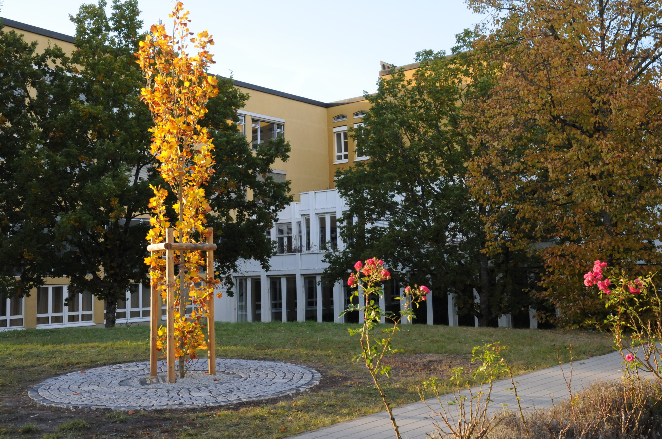 Ein kleiner Baum mit leuchtend gelben Blättern steht in einem runden Steinbeet an der Hochschule Coburg. Daneben blühen rote Rosen. Dahinter ist zwischen den umliegenden Bäumen mit grünen und orangefarbenen Blättern ein Gebäude mit großen Fenstern teilweise sichtbar.