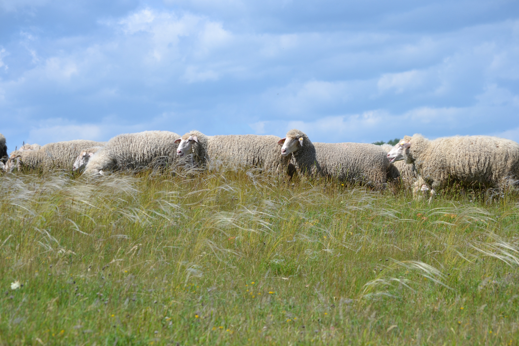 Eine Schafherde grast friedlich auf einer Wiese in der Nähe der Hochschule Coburg. Unter einem blauen Himmel mit vereinzelten Wolken wandern sie durch hohes Gras und Wildblumen und wirken ruhig und über die Landschaft verstreut.